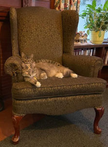 The library cats: Dexter and Mini
